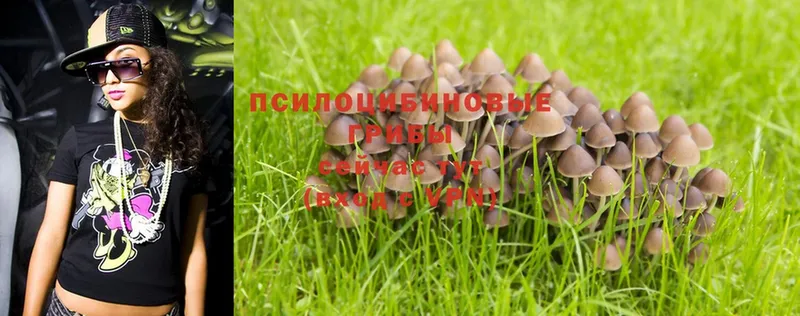 Псилоцибиновые грибы Psilocybe  Луга 